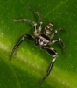 yet another jumping spider