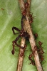 ants dragging a spider corpse up a tree