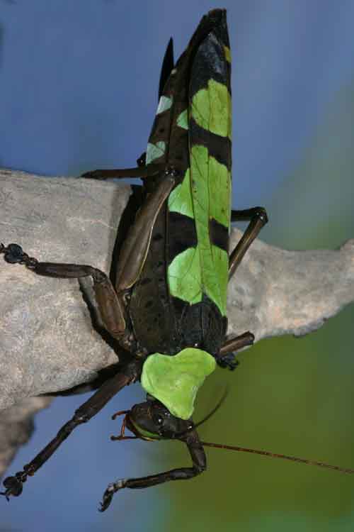 Sanaa intermedia (Tettigoniidae)