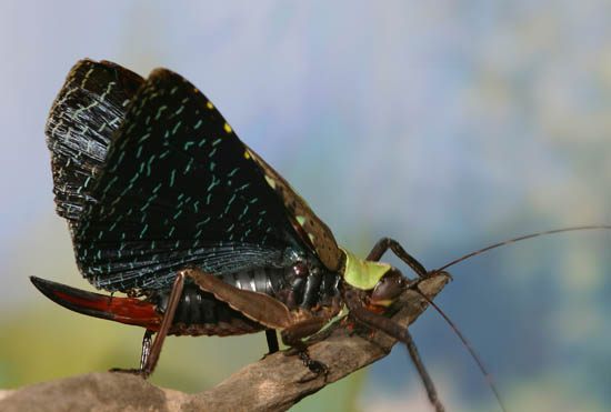 Sanaa intermedia 4 (Tettigoniidae)