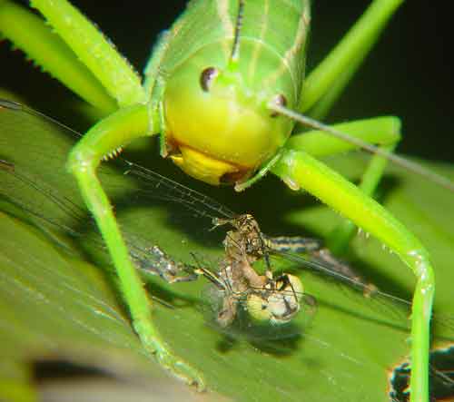 Tettigoniidae 1