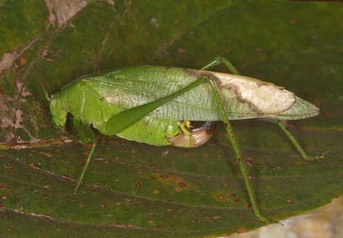 Tettigoniidae 6