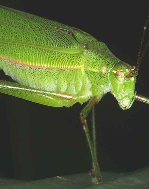 Tettigoniidae 8