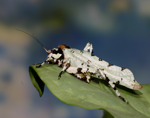 Tettigoniidae Trachyzulpha fruhstorferi