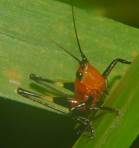 Tettigoniidae