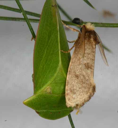 Tettigoniidae with moth friend