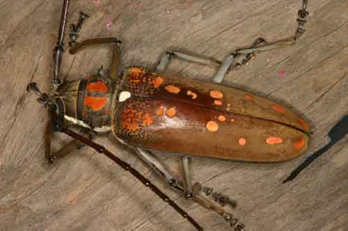 Batocera davidis- because of the noise they make, known as the ha-hok (5,6) beetle