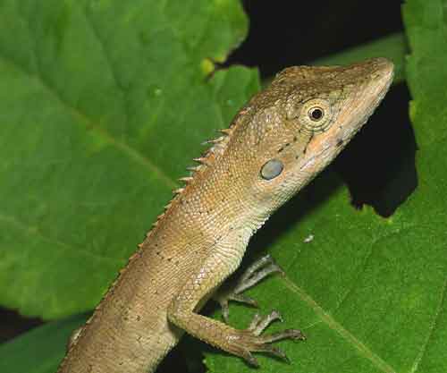 Small-scaled forest lizard (Pseudocalotes microlepis)