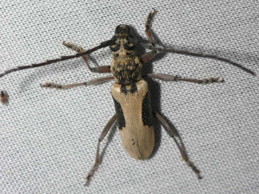 Cerambycinae Xoanodera regularis