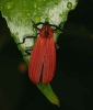 Lycidae (net-winged beetle)
