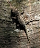 lizard on jack fruit tree