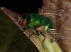 Calliphoridae (blow fly)