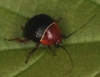 Blattoptera (Cockroach)