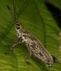tiny grasshopper