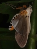 Creatonotos transiens (Noctuidae, Arctiinae, Arctiini)