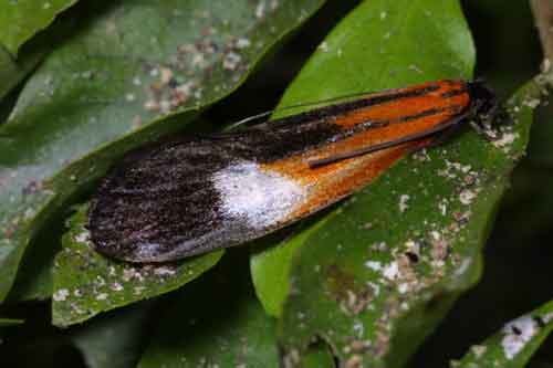 Coryptilum rutilella (Tineidae)