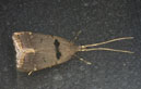 Lecithoceridae