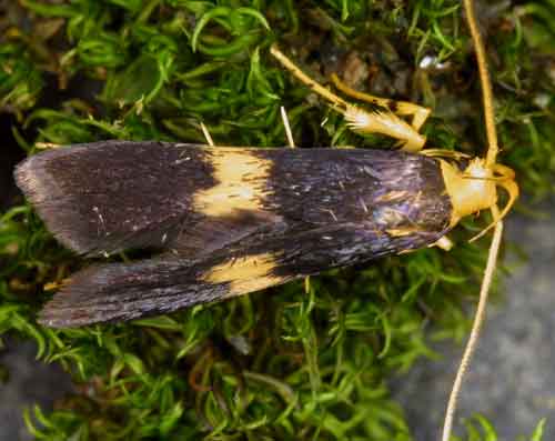 Lysipatha sp (Lecithoceridae)