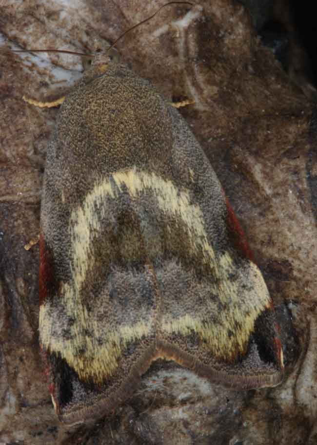 hyblaea-species