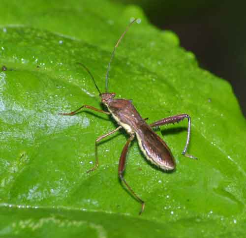 Coreidae Riptortus linealis (bean bug)