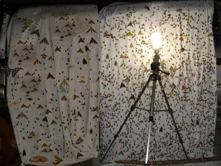 moths attracted to the light on Doi Angkhang