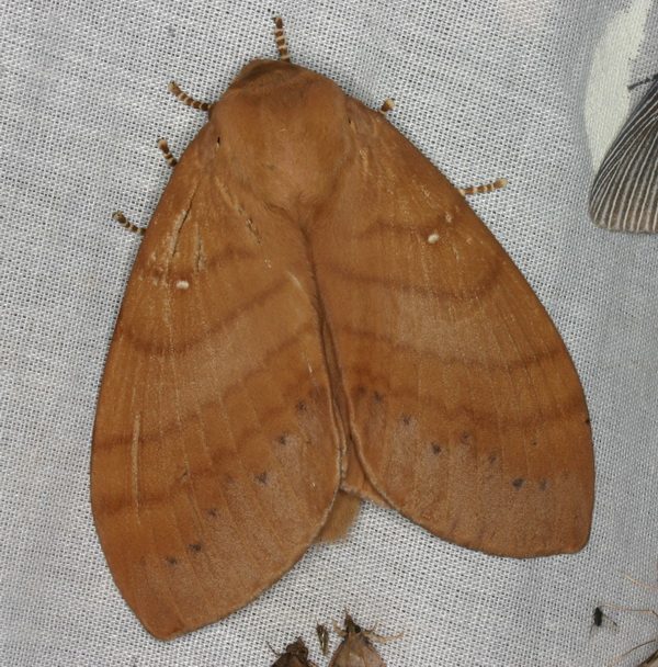 Kunugia latipennis