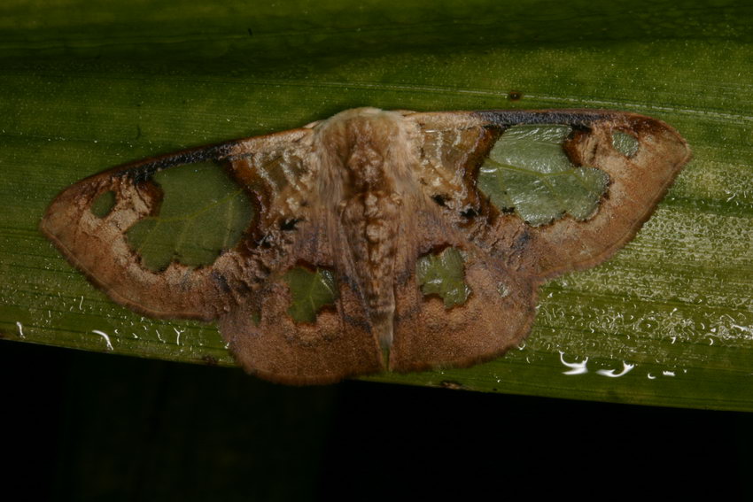 Lymantriinae Carriola ecnomoda