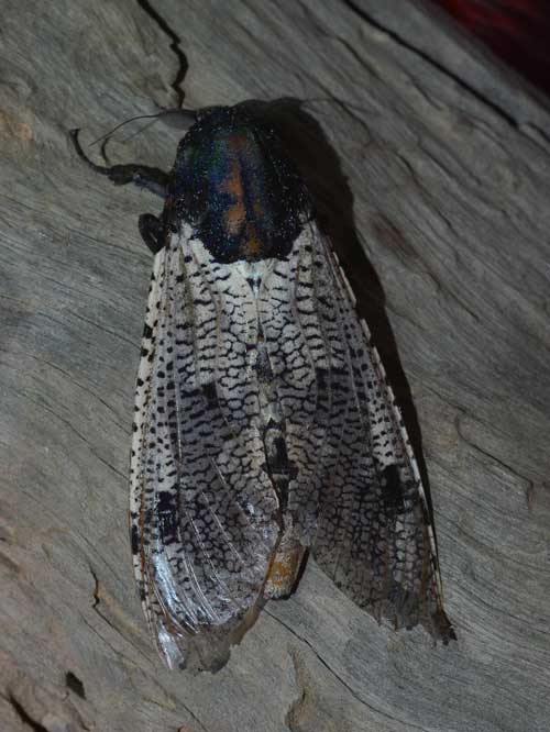 Cossidae Xyleutes leuconotus