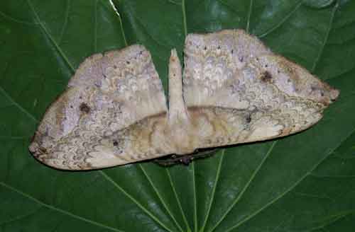 Eupterotidae Tagora sp pallida or rothschildi