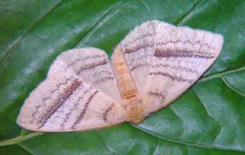 Eupterotidae Eupterote lativittata