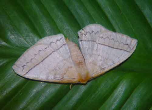 Eupterotidae sp 2