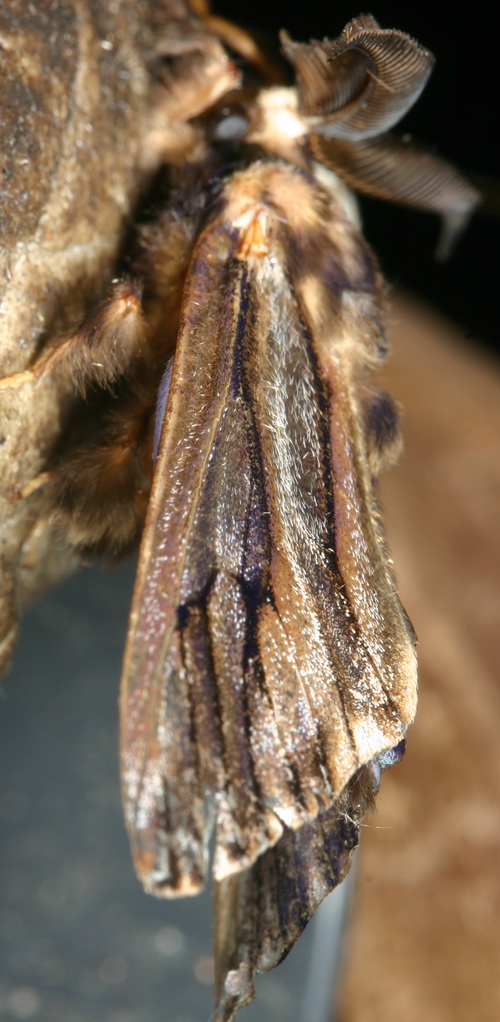 Psychidae, Eumeta sp. most likely Eumeta variegata