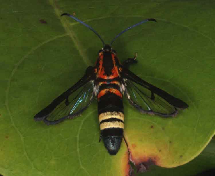 Sesiidae (clearwing moth)