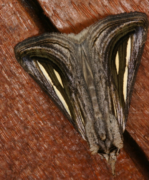 Tarsolepis sp-1