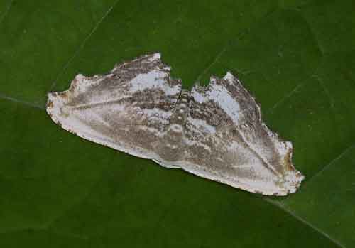 Rhombophylla sp