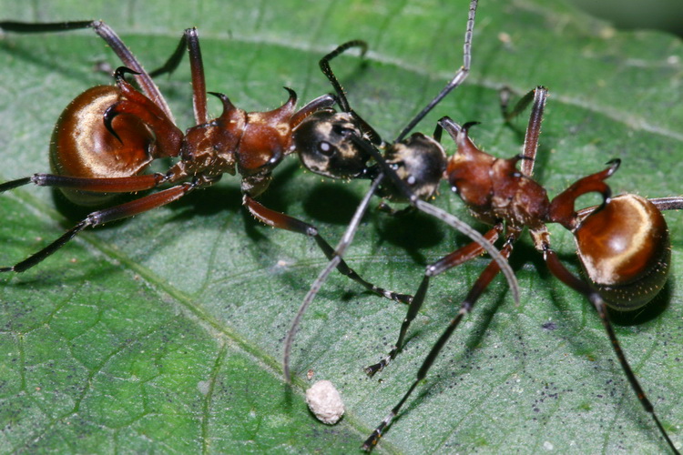 ants tussling