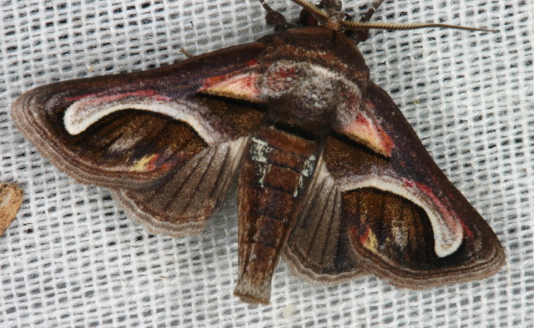 Noctuidae Euteliinae Paectes cristatrix