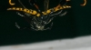 Aristobia approximator in flight