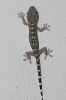 juvenile Gecko gecko