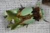 Nacna malachitis Noctuidae Acronictinae