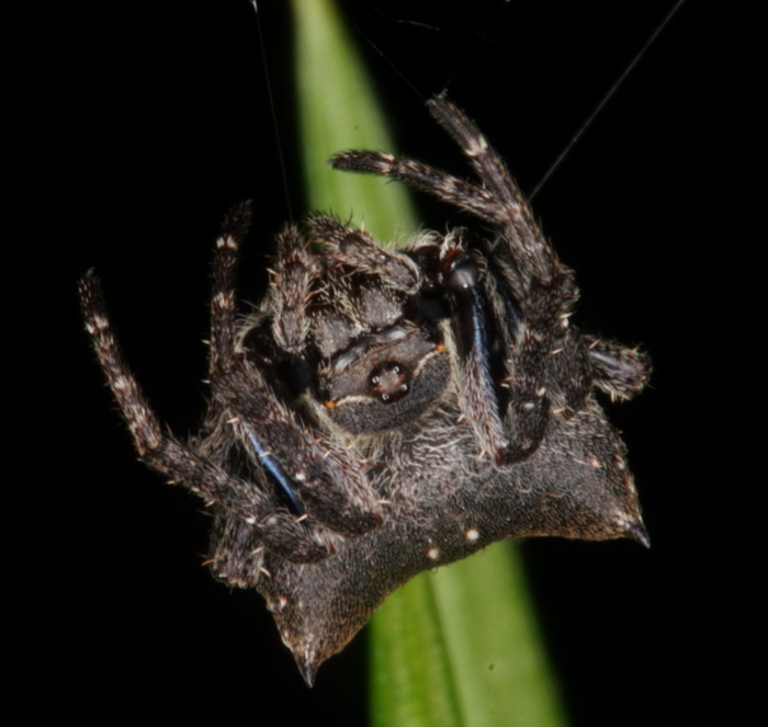 Common garden spider female Parawixia sp