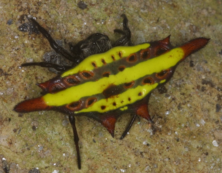 Gasteracantha doriae