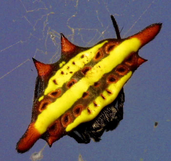 Gasteracantha doriae