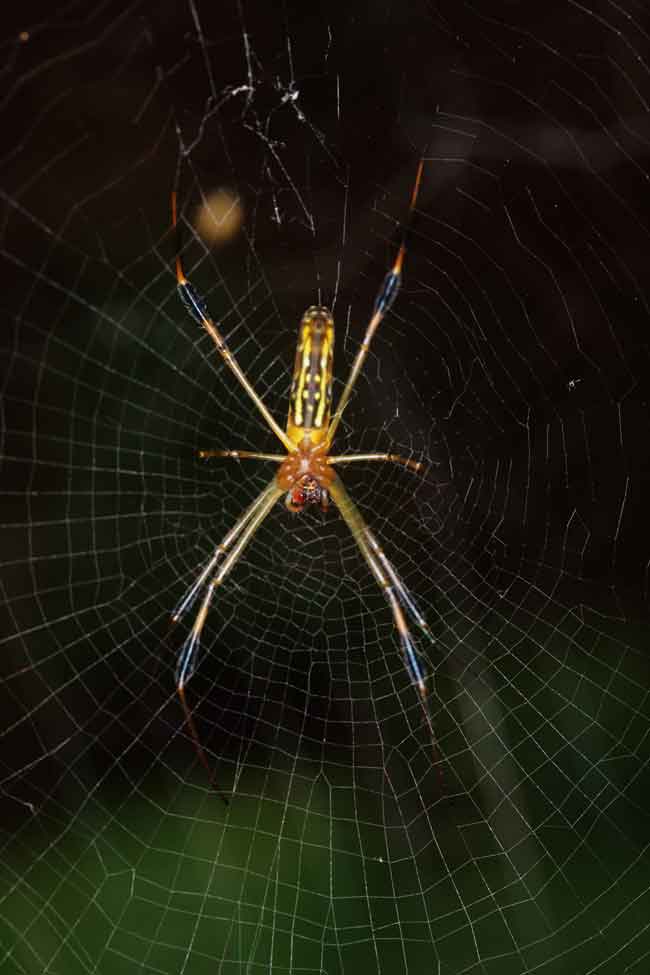 Orb-web spider Nephila sp