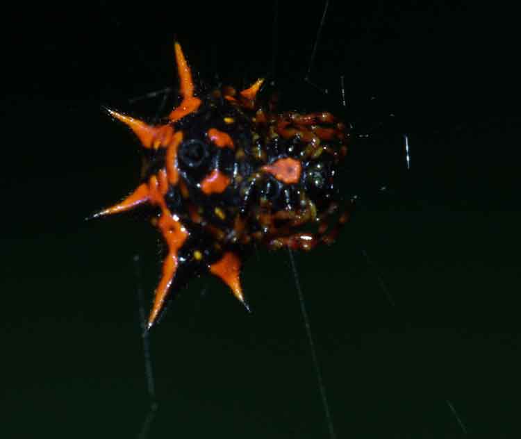 Gasteracantha sp.
