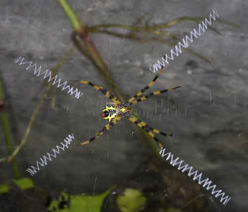 Argiope aemula (St Andrew\'s cross spider)