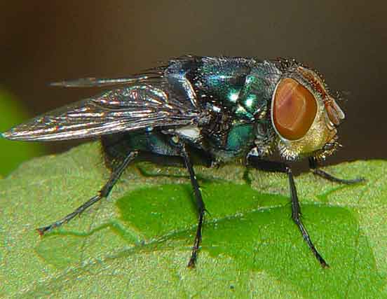 Diptera Callaphoridae or Muscidae