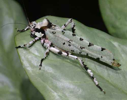 Orthoptera 1