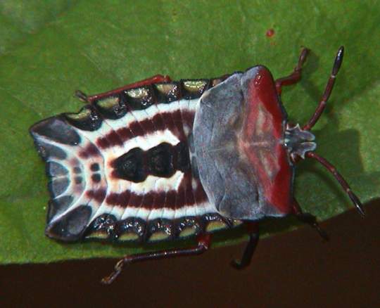 Tessaratomidae