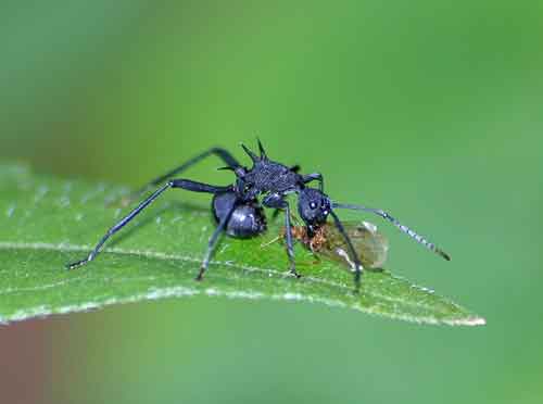 spiny ant
